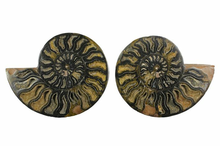 Cut/Polished Ammonite Fossil - Unusual Black Color #132702